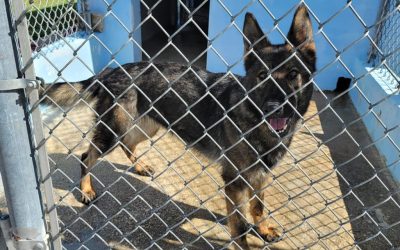 First Pack of Guam Customs Drug Sniffing Dogs Arrive